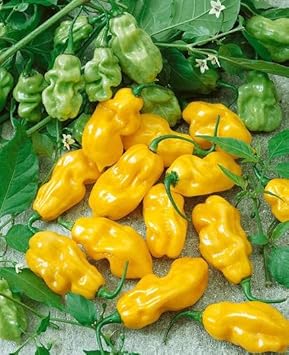 Yellow Chili Vegetable Seeds for Planting heirloom & Non-GMO Seeds